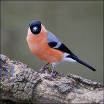 Bullfinch